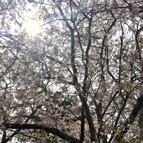 Meet your Posher, Maya - Picture 1 of 1